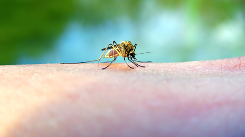 Komáry přitahují lidé umytí mýdlem
