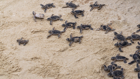 Více než 500 mláďat mořských želv vyplavila na pláže Jihoafrické republiky silná bouře