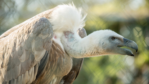 V Safari Parku Dvůr Králové nad Labem se vylíhla dvě mláďata supů bělohlavých, stalo se tak poprvé v historii zoo